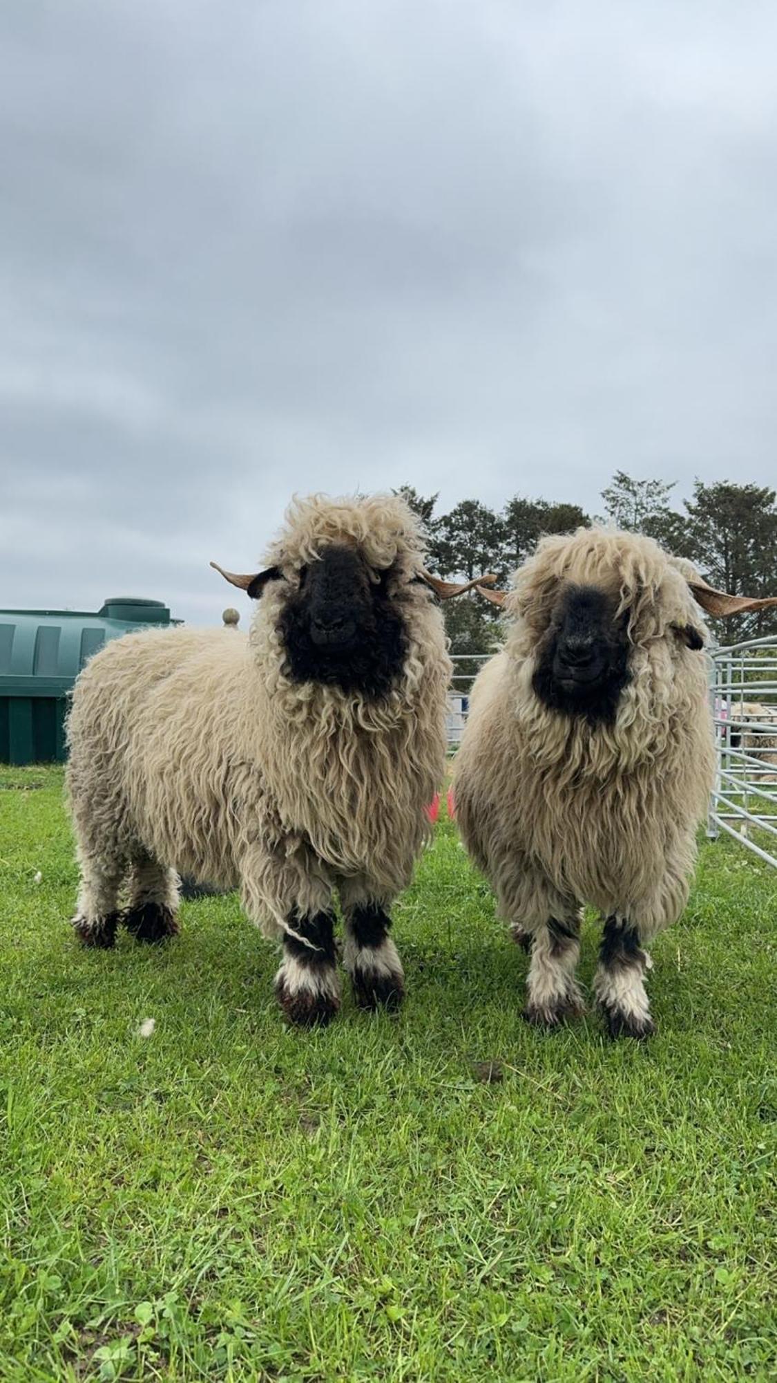 Glampods Glamping Pod - Meet Highland Cows And Sheep Elgin Villa Екстериор снимка